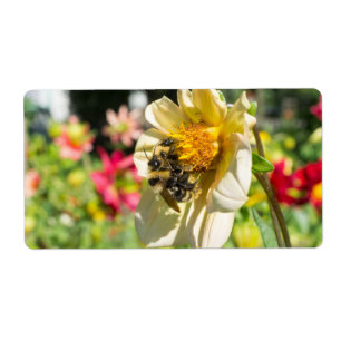 Bees on a flower