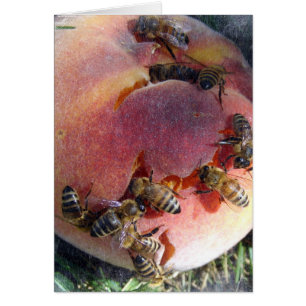 Bees on a Peach