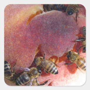 Bees on a Peach Square Sticker