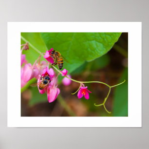 Bees On Bright Coral Vine Flowers Photograph Poster