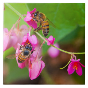 Bees On Coral Vine Flowers Tile