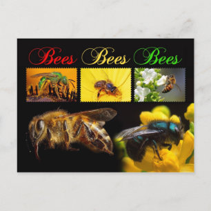 Bees pollinating postcard