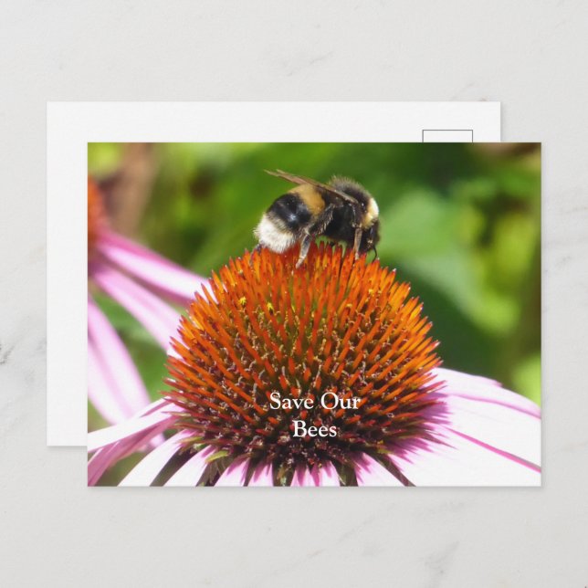 BEES  POSTCARD (Front/Back)