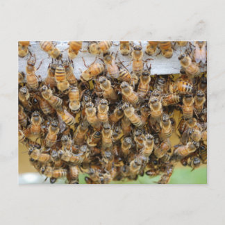 Bees! postcard