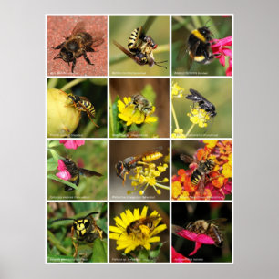 Bees & Wasps Poster