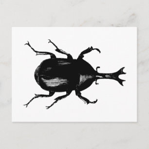 Beetle Beetles Insect Bug Vintage Wood Engraving Postcard