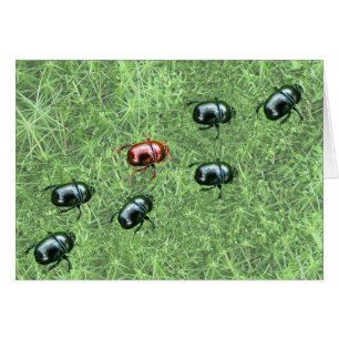 Beetle Design