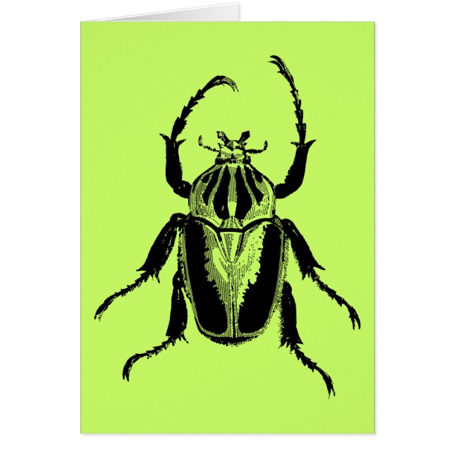 Beetle Insect Bug Vintage Wood Engraving (Front)
