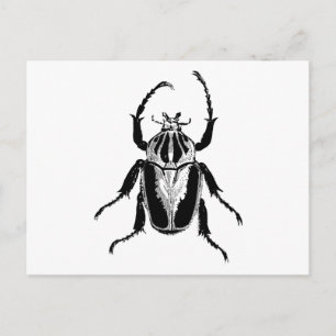 Beetle Insect Bug Vintage Wood Engraving Postcard