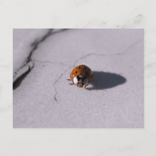 Beetle Lady Bug Digital Macro Photography  Postcard (Front)