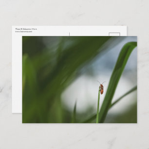 Beetle Nature Photo Postcard