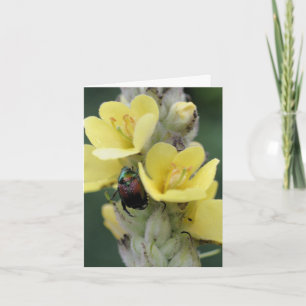 Beetle On Mullein Flower Photography Note Card