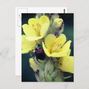 Beetle On Mullein Flower Photography Postcard