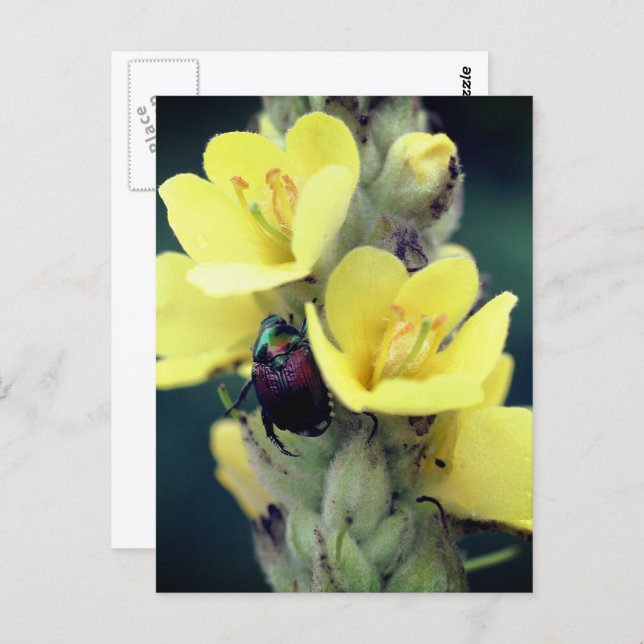 Beetle On Mullein Flower Photography  Postcard (Front/Back)