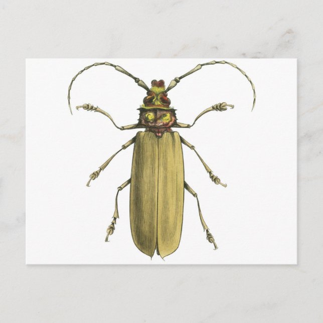 Beetle, Prionus Corticinus Postcard (Front)