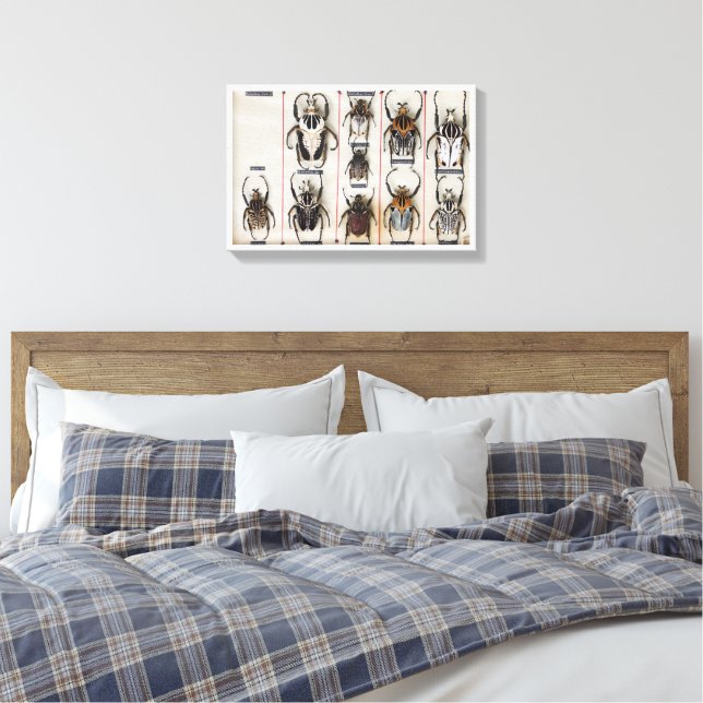 Beetle Species Bug Insect nature photograph  Canvas Print (Insitu(Bedroom))