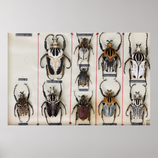 Beetle Species Bug Insect nature photograph  Poster