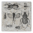 Beetles and Bugs