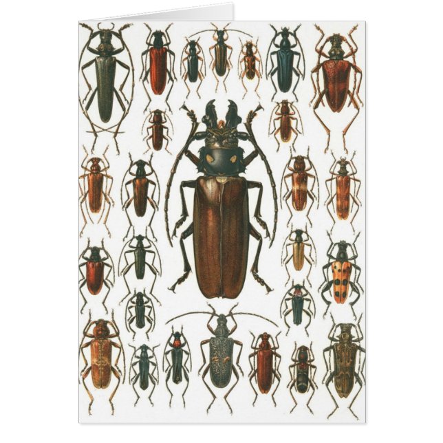 Beetles Beetles, so many beetles pattern picture. (Front)