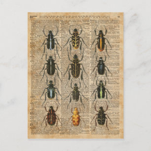 Beetles Bugs Zoology Vintage Illustration Art Postcard
