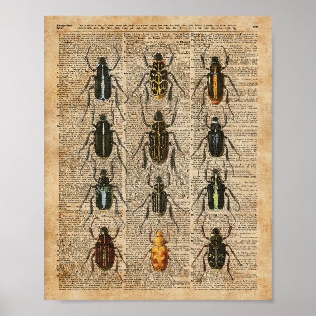 Beetles Bugs Zoology Vintage Illustration Art Poster (Front)