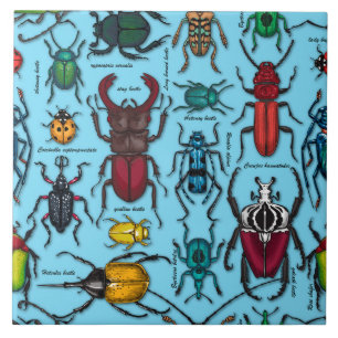 Beetles on blue tile