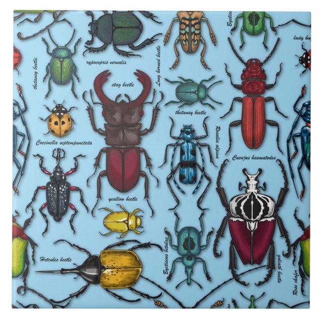 Beetles on blue tile (Front)