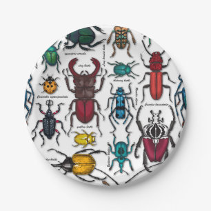 Beetles on white paper plate