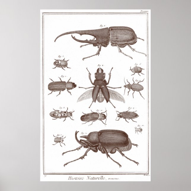 Beetles - Plate LXXV Histoire Naturelle Diderot Poster (Front)