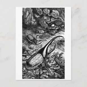Beetles Postcard