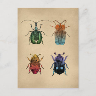 Beetles Vintage Illustration Postcard