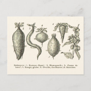Beetroot types postcard