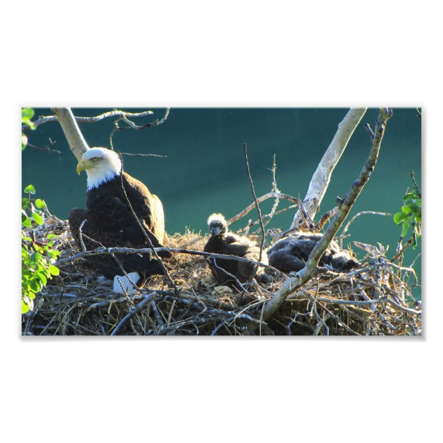 BEF Bald Eagle Family Photo Print (Front)