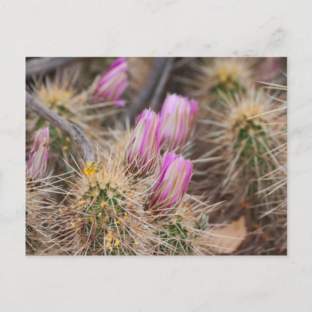 Before the blooms postcard (Front)