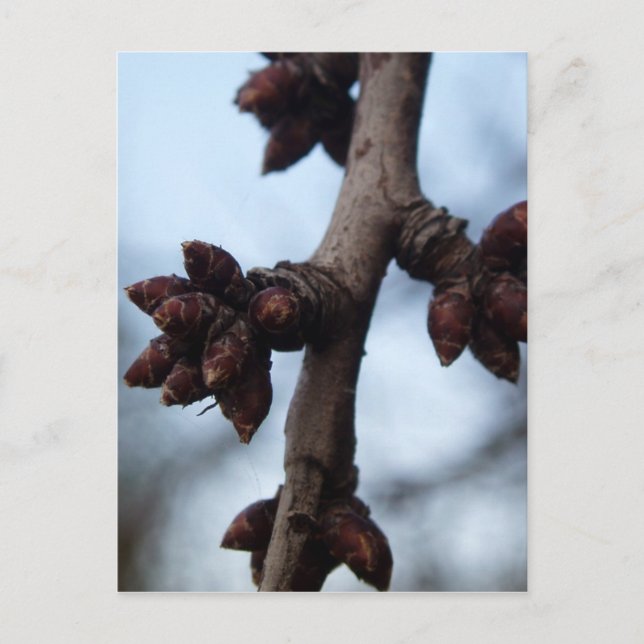 Before the Blossom Postcard (Front)