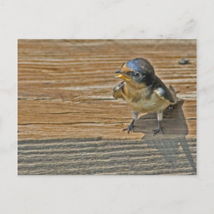Begging Barn Swallow Postcard