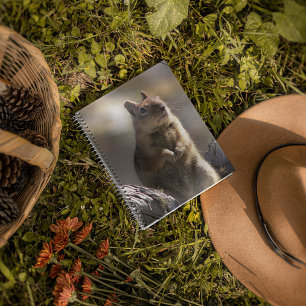Begging Ground Squirrel Nature Photo Notebook