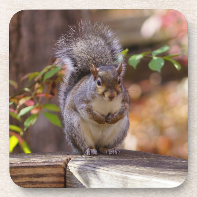 Begging Squirrel Coaster (Front)