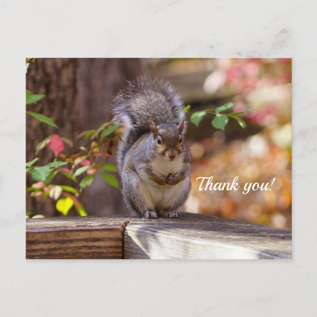 Begging Squirrel Thank You Postcard (Front)