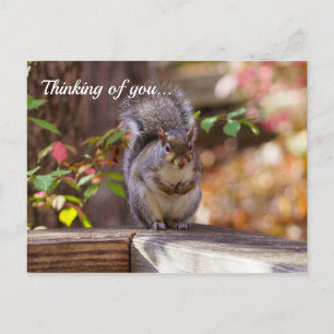 Begging Squirrel Thinking Of You Postcard