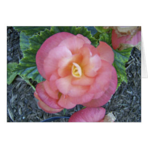 Begonia