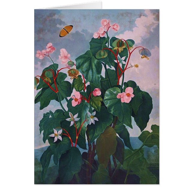 Begonia and Butterfly (Front)