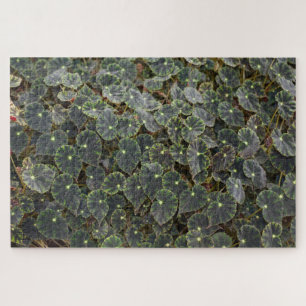 Begonia bowerae Ziesenh. 'Bethlehem Star' Jigsaw Puzzle