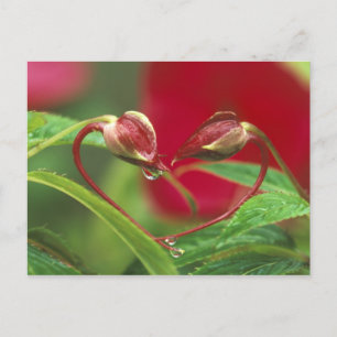 Begonia Buds in heart shape with drops . Credit Postcard