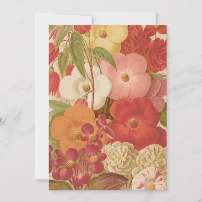 Begonia | George Nicholson (Front)