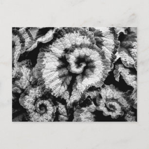 Begonia leaves in black and white postcard