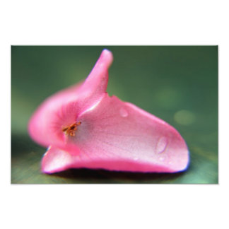 Begonia Petal Photo Print