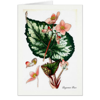 Begonia Rex