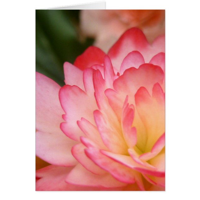 Begonia Soul Blossom (Front)