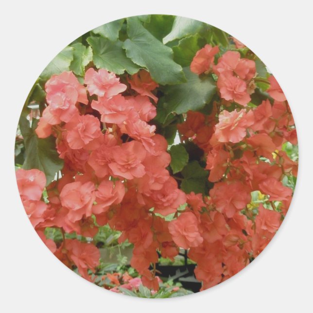 Begonia Stickers (Front)